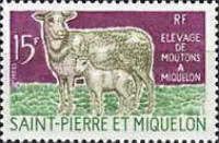 Domestic Sheep (Ovis ammon aries)