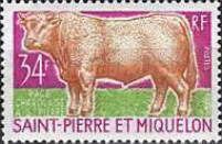 Charolais (Bos primigenius taurus)