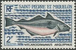 Haddock (Melanogrammus aeglefinus)