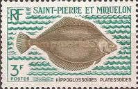 American Plaice (Hippoglossoides platessoides)