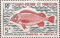 Rose Fish (Sebastes marinus)