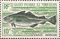 Atlantic Cod (Gadus morhua)