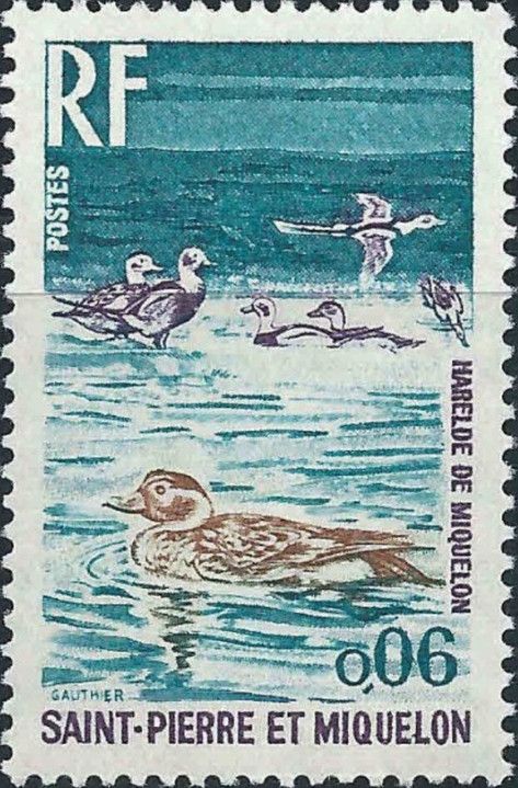 Long-tailed Duck (Clangula hyemalis)