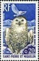 Snowy Owl (Bubo scandiacus)