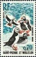 Atlantic Puffin (Fratercula arctica)