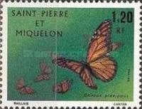 Monarch Butterfly (Danaus plexippus)