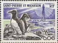 Thick-billed Murre (Uria lomvia), Double-crested Cormorant