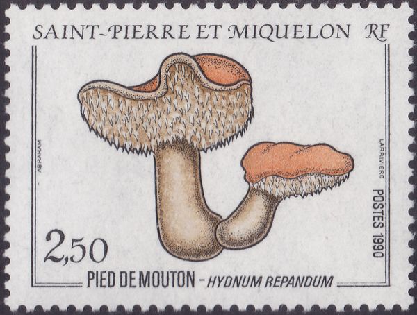 Sheepsfoot (Hydnum repandum)