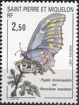 Short-tailed Swallowtail (Papilio brevicauda), Cow Parsnip
