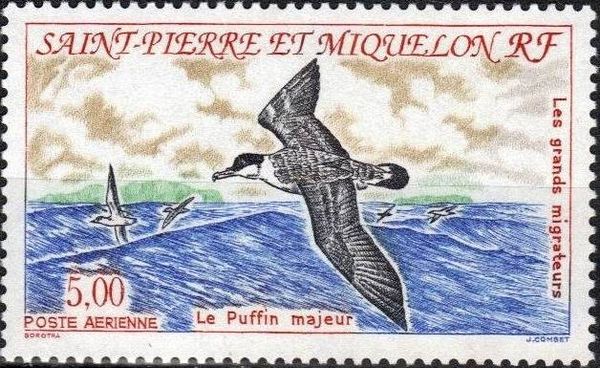 Great Shearwater (Ardenna gravis)