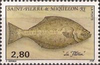 Atlantic Halibut (Hippoglossus hippoglossus)