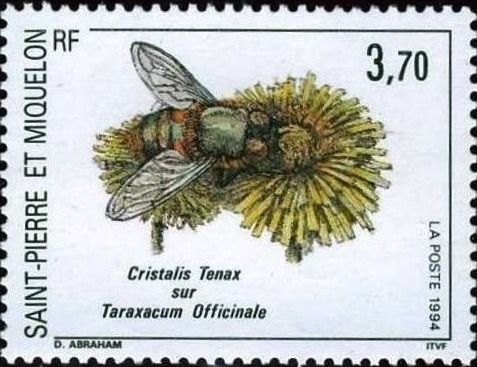 Cristalis tenax and Taraxacum officinale