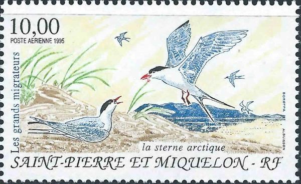 Arctic Tern (Sterna paradisea)