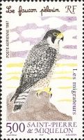 Peregrine Falcon (Falco peregrinus)