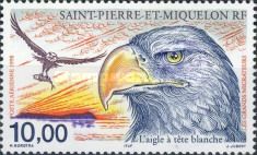 Bald Eagle (Haliaeetus leucocephalus) 
