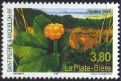 Cloudberry (Rubus chamaemorus)