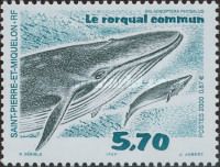 Fin Whale (Balaenoptera physalus)