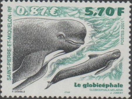 Long-finned Pilot Whale (Globicephala melaena)