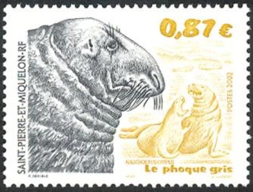 Grey Seal (Halichoerus grypus)