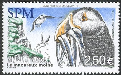 Atlantic Puffin (Fratercula arctica)