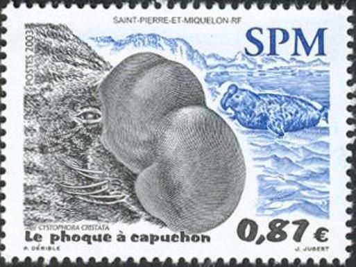 Hooded Seal (Cystophora cristata)