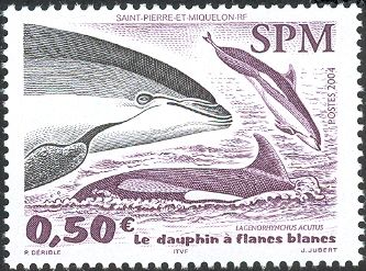 Atlantic White-sided Dolphin (Lagenorhynchus acutus)