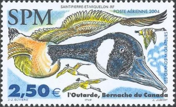 Canada Goose (Branta canadensis)