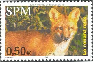 Red Fox (Vulpes vulpes)