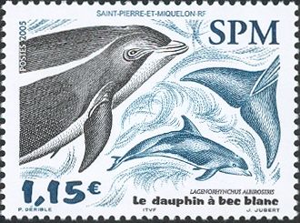 White-beaked Dolphin (Lagenorhynchus albirostris)