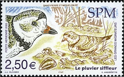 Piping Plover (Charadrius melodus)