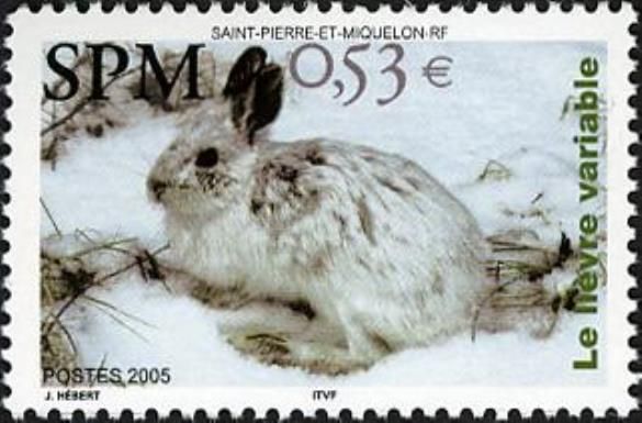 Arctic Hare (Lepus arcticus)