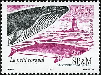 Common Minke Whale (Balaenoptera acutorostrata)