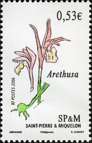 Arethusa