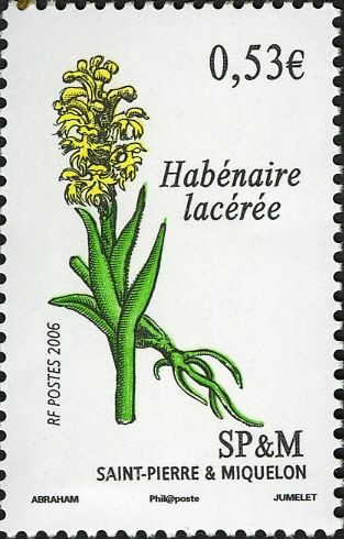 Lacerated Orchid (Habenaire laceree)
