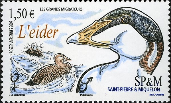 Common Eider (Somateria mollissima)
