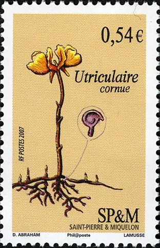 Horned Bladderwort (Utricularia cornuta)