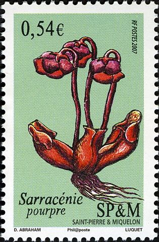 Pitcher Plant (Sarracenia purpurea)