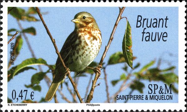 Fox Sparrow (Passerella iliaca)