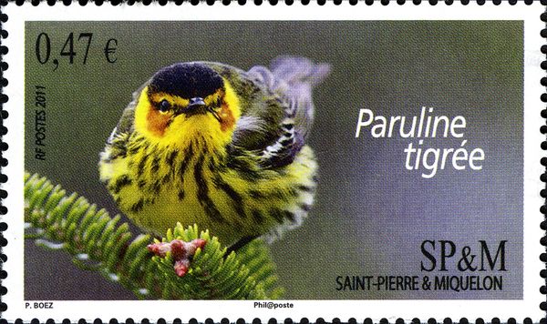 Cape May Warbler (Setophaga tigrina)