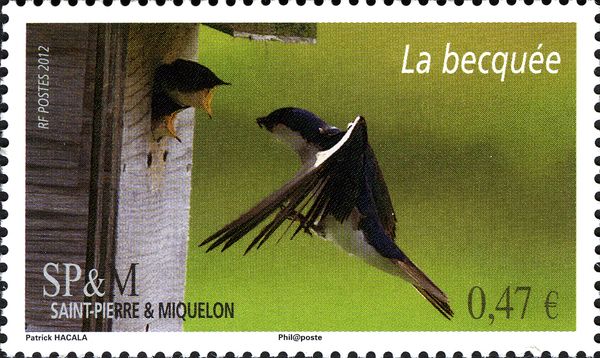 Tree Swallow (Tachcineta bicolor) brings Nestlings Food