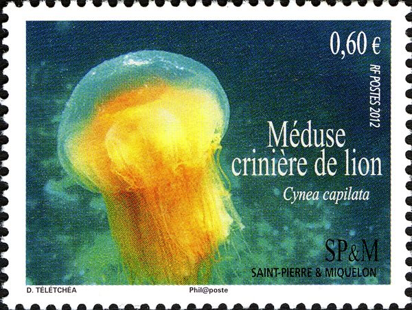 Lion's Mane Jellyfish (Cyanea capillata)