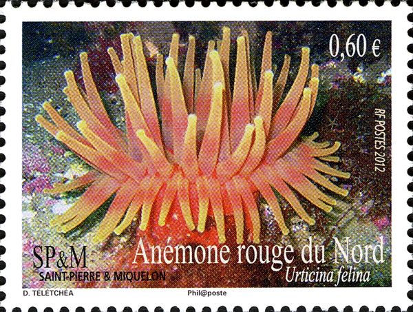 Dahlia Anemone (Urticina felina)