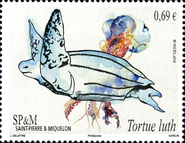 Leatherback Sea Turtle (Dermochelys coriacea), Jellyfish