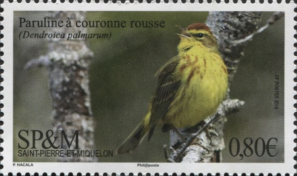 Palm Warbler (Dendroica palmarum)