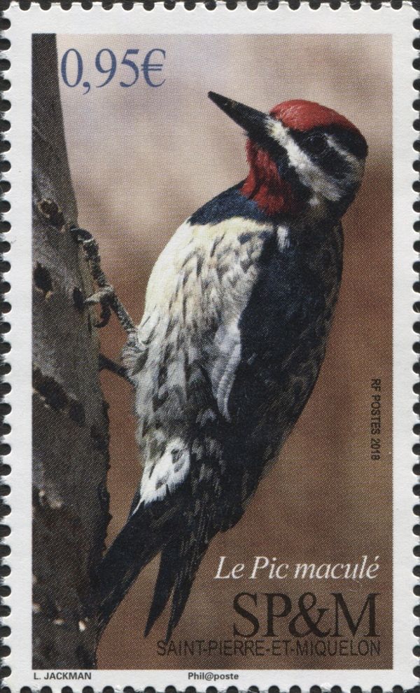 Yellow-Bellied Sapsucker (Sphyrapicus varius)