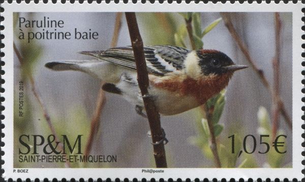 Bay-breasted Warbler (Setophaga castanea)