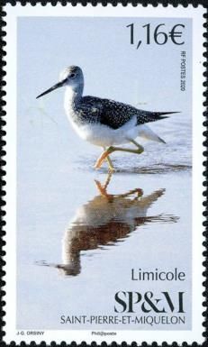 Greater Yellowlegs (Tringa melanoleuca)
