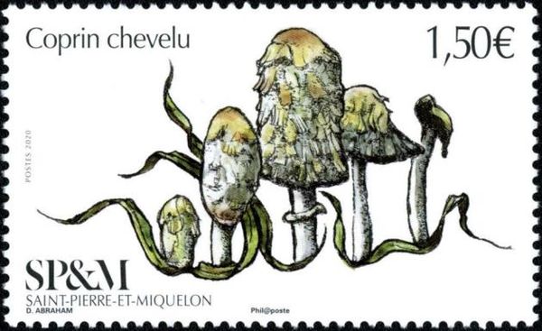 Shaggy Mane (Coprinus comatus)
