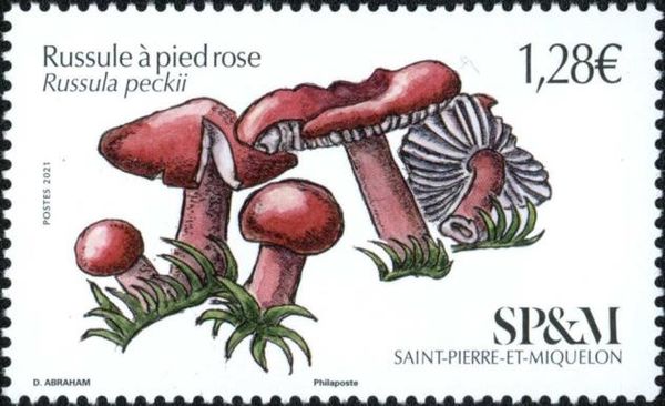 Peck's Russula (Russula peckii)