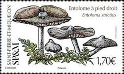 Entoloma strictius